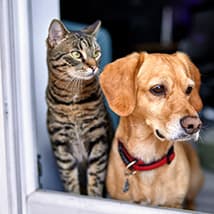 Notfallkarte im Kreditkartenformat mit App sorgt für Ihre Haustiere